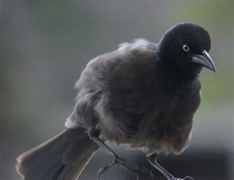 Common Grackle - FeederWatch