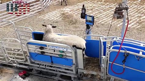 Complete Sheep Handling Systems [Fine Art And America Technology] - YouTube