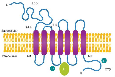 mGlu receptor review