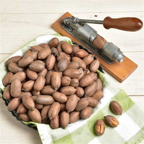 Pecans - Fresh Georgia Pecans | Free Shipping - Sunnyland Farms