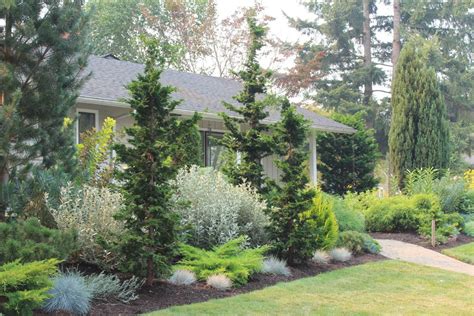 Pin by Julie Bennett on Landscaping | Privacy landscaping, Conifers garden, Backyard landscaping