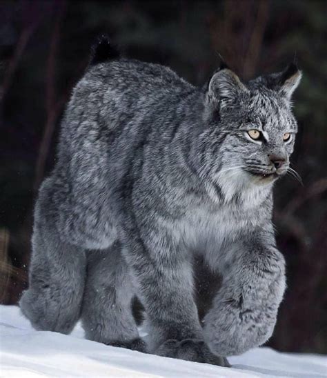 Lynx, Canada. Photo by Kevin Smith of Wild Wild West Photography. | Canada lynx, Animals ...