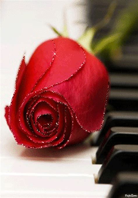 Rose rouge sur piano gif | Flowers, Rosé gif, Rose