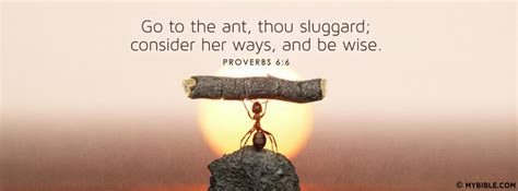 Proverbs 6:6 | Proverbs 6, Facebook cover images, Facebook cover