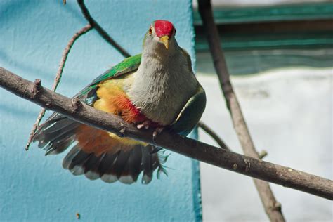 Tropical Pigeon | I believe it's a rose-crowned fruit dove. … | Flickr