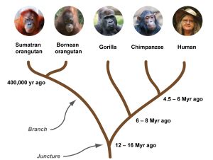 Orangutan genome (part 1): The quest for Leakey’s ancestral great ape – Orangutan Foundation ...