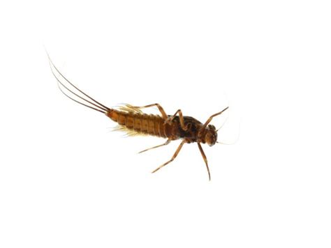 Mayfly Larvae: Complete Information Guide And Interesting Facts | Kidadl