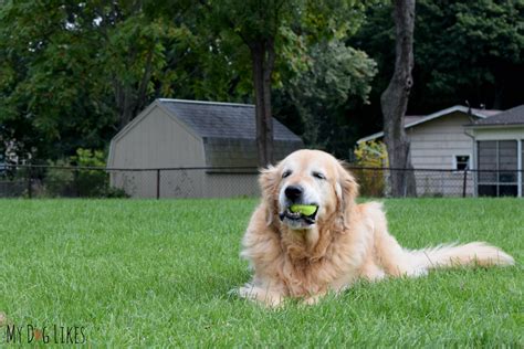 Fetch It Case Review - Hands Free, Slobber Free Tennis Ball Holder!