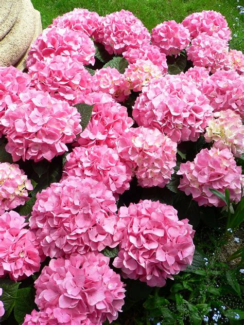 Late Bloomin' Hydrangeas: How To Enjoy Their Beauty All Season Long - ashila1202