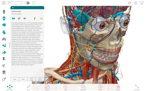 Visible body human anatomy atlas for pc - mevawizard