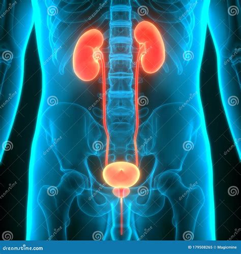 Human Internal Organs Urinary System Kidneys with Bladder Anatomy Stock ...