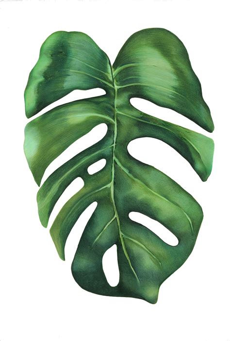 "Monstera" Colored Pencil drawing by Hannah Sarfraz | Watercolor printable art, Plant painting ...