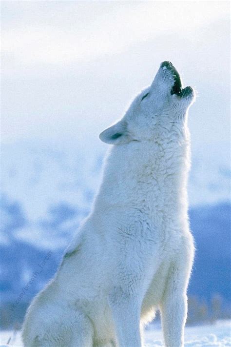 Howling Polar Wolf - wolf howl sound range is Six miles away in the ...