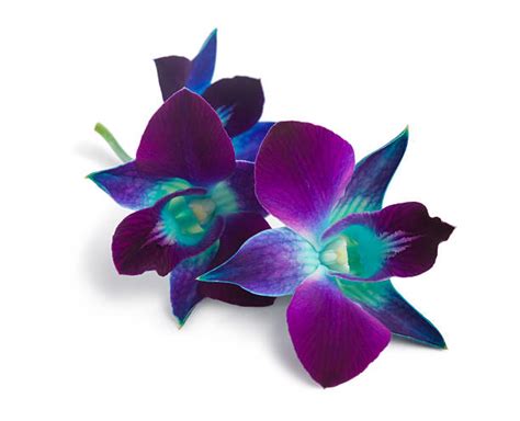 Purple Orchid Pictures, Images and Stock Photos - iStock