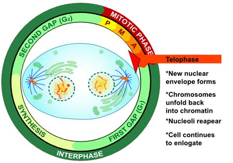 Telophase Labeled Diagram