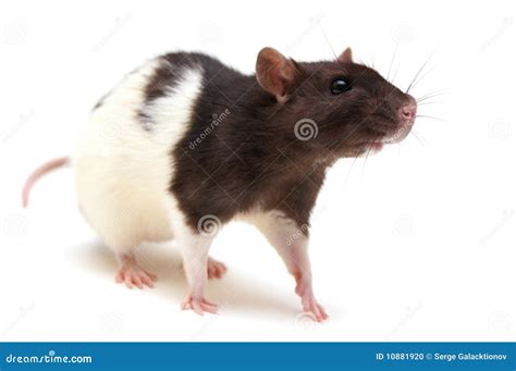 Black And White Rat Stock Photo - Image: 10881920