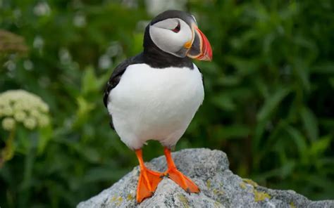 Puffin: History, Facts, Size, Habitat, Classification & Much More ...