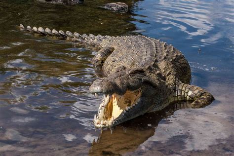 11 Fascinating Swamp Animals