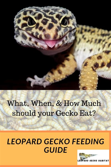 Leopard Gecko Feeding Guide | Leopard gecko, Gecko habitat, Leopard ...