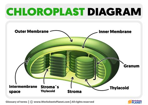 Chloroplast Structure Diagram