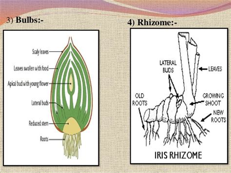 Reproduction in plants