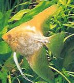 Angel fish | freshwater angel fish |Angel fish breeding | ornamental freshwater angel fish
