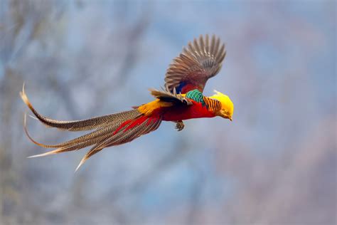 Golden Pheasant | Facts, Information and Habitat