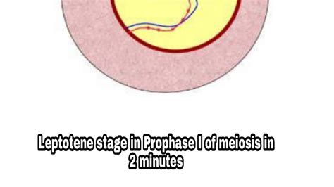 Leptotene state of Prophase I of meiosis in 2 minutes for neet - YouTube