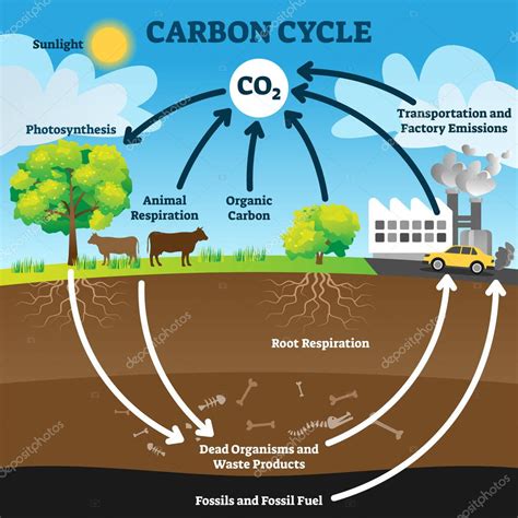 Ilustración del vector del ciclo del carbono. Esquema de proceso ...