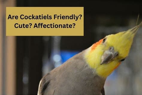 Are Cockatiels Friendly? Cute? Affectionate? What Kind of Pet Will My ...