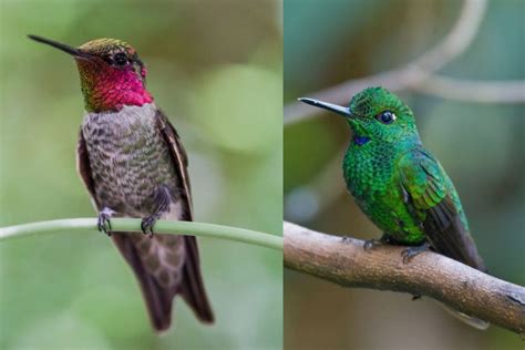 Are There Hummingbirds In Jamaica?