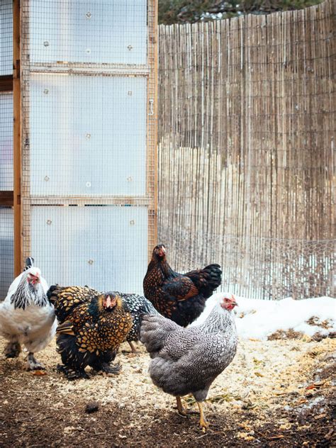 7 Easy Essential Tips to Keep Your Chickens Healthy Through Winter – Garden Betty