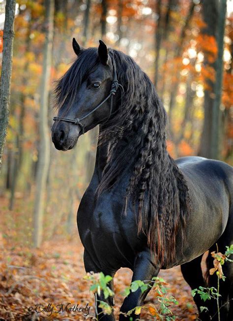 Is This The Most Beautiful Horse In The World? | Bored Panda