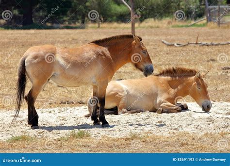 Przewalski`s Horse stock photo. Image of closeup, species - 83691192