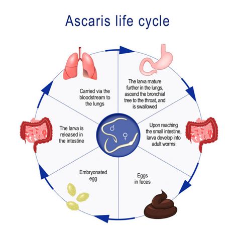 Ascaris lumbricoides life cycle. The arrows indicate the direction of worm migration in the ...