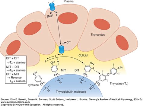 Thyroglobulin Structure