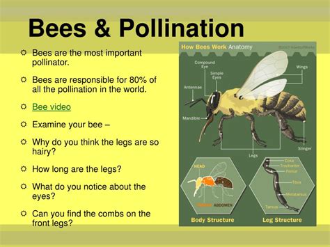 PPT - Pollination PowerPoint Presentation, free download - ID:2423311