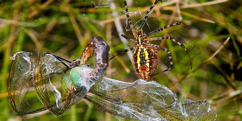 Common Spiders to Watch for In Colorado | Poisonous and Non-Venomous Species