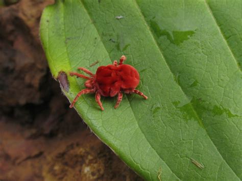 Truly Riveting Facts About Red Velvet Mites (Trombidiidae) - Animal Sake