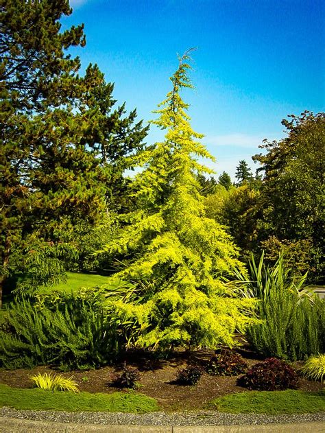 weeping deodar cedar - Google Search | Cedar trees, Specimen trees ...