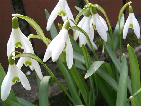 Galanthus nivalis (Common Snowdrop) | World of Flowering Plants