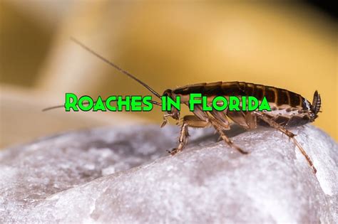 30 Common Roaches In Florida (With Pictures)