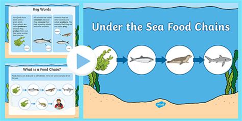 What Decomposers Live in the Ocean | Teaching Wiki - Twinkl