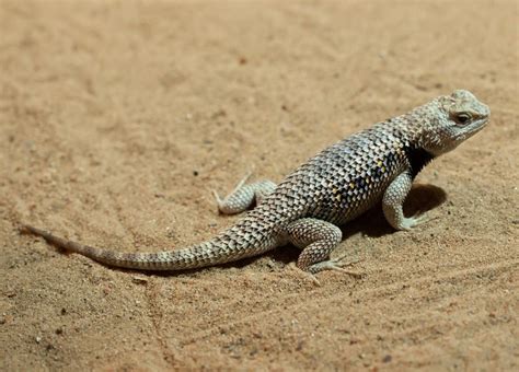 Sonoran Desert Animals