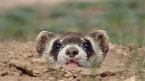 I01144 Black-footed Ferret in Burrow | Black-footed ferret p… | Flickr