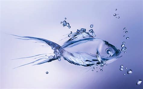 3d水滴壁紙,水,魚,魚,液体,静物写真 (#439228) - WallpaperUse