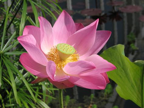 Free Images : leaf, petal, green, botany, pink, sacred lotus, aquatic ...