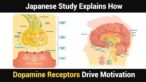 Japanese Study Explains How Dopamine Receptors Drive Motivation