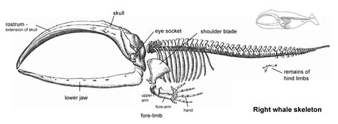 Killer Whale Skeleton Diagram