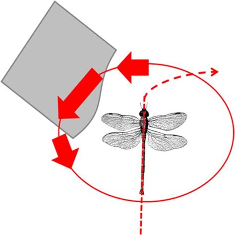 dragonfly avoid an obstacle by turning away from high optical flow ...